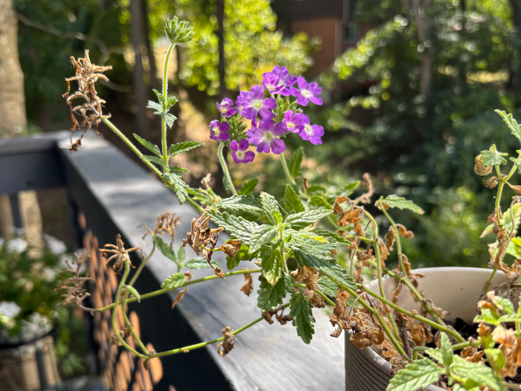 Put down the watering&nbsp;can